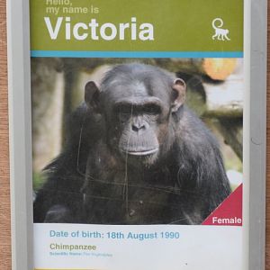 Twycross Victoria Chimpanzee Photo