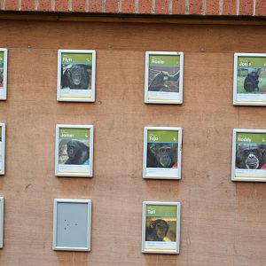 Twycross Chimpanzee Board 2017