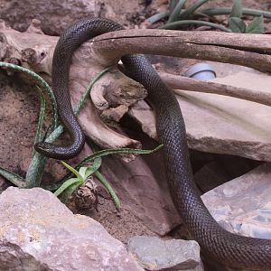 Inland taipan - Oxyuranus microlepidotus