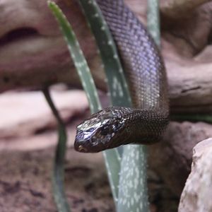 Inland taipan - Oxyuranus microlepidotus