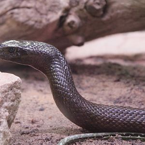 Inland taipan - Oxyuranus microlepidotus
