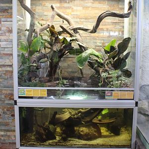 Enclosure Amazone tree boa - Green ratsnake