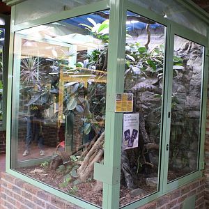 Mangrove snake - Tatantula enclosure