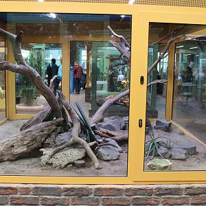 Black mamba enclosure