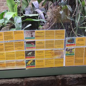 Dart frog - Snake - Lizard signs