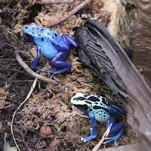 Dart frogs