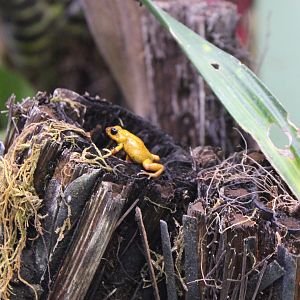 Stawberry dart frog