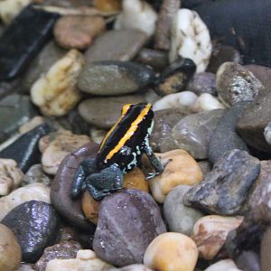 Dart frog