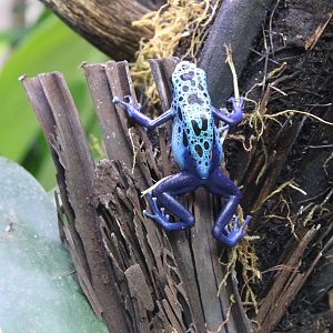 Blue dart frog