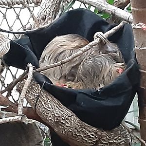 Southern Two-toed Sloth: Fiona with her new baby!