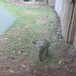 Bat-Eared Fox "Norman"