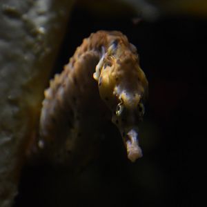 Seahorse - The Living Coast