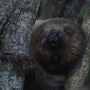 1-year-old Patty the sloth - Animal Ambassadors