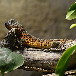 Shinisaurus crocodilurus