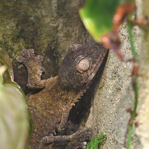 Uroplatus henkeli