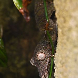 Uroplatus henkeli