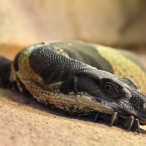 Varanus varius