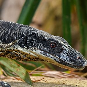 Varanus varius