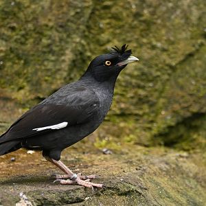 Crested Myna Acridotheres cristatellus