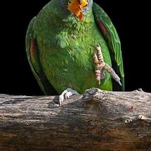 Red-tailed Parrot Amazona brasiliensis