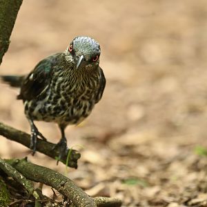 Asian Glossy Starling Aplonis panayensis