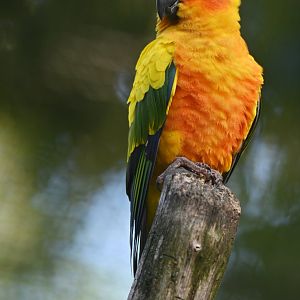 Sun Parakeet Aratinga solstitialis