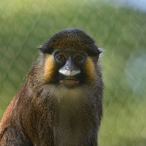 Moustached Monkey (Cercopithecus cephus)