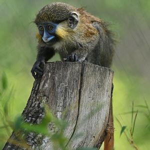 Moustached Monkey (Cercopithecus cephus)