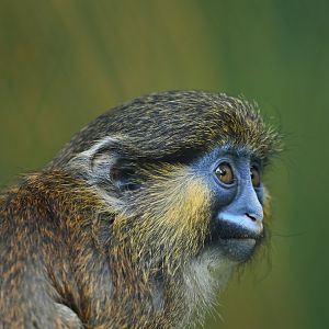 Moustached Monkey (Cercopithecus cephus)