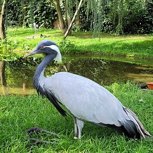 Demoiselle crane -Parc Animalier des Pyrénées (2023)