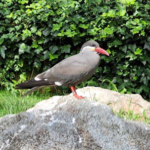Inca tern -Parc Animalier des Pyrénées (2023)