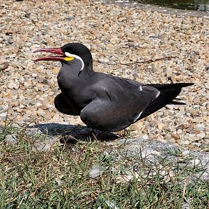 Inca tern -Parc Animalier des Pyrénées (2023)