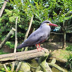 Inca tern -Parc Animalier des Pyrénées (2023)