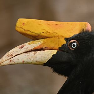 Rhinoceros Hornbill Buceros rhinoceros