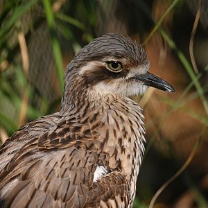 Bush Thick-knee Burhinus grallarius