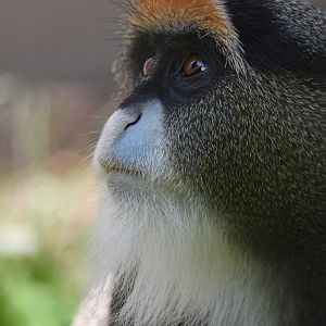 De Brazza guenon Cercopithecus neglectus