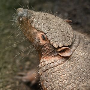 Large hairy armadillo (Chaetophractus villosus)