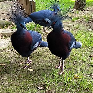 Victoria crowned-pigeon -Parc Animalier des Pyrénées (2023)