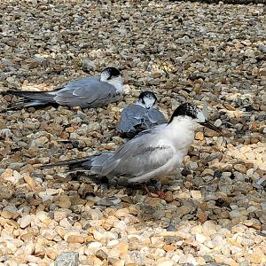 Common tern -Parc Animalier des Pyrénées (2023)