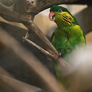 Red-flanked Lorikeet Charmosyna placentis