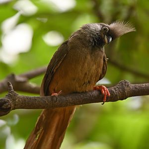 Speckled Mousebird Colius striatus