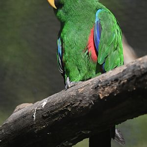 Eclectus Eclectus roratus