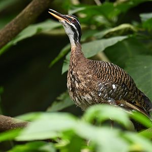 Sunbittern Eurypyga helias