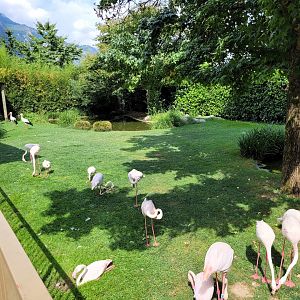 Greater flamingo and European white stork exhibit -Parc Animalier des Pyrénées (2023)