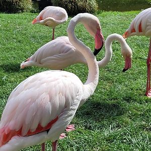 Greater flamingos -Parc Animalier des Pyrénées (2023)