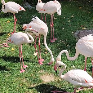 Greater flamingos -Parc Animalier des Pyrénées (2023)