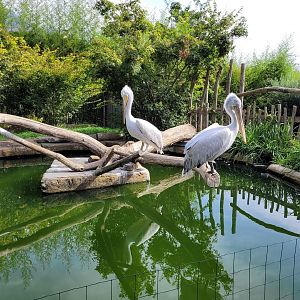 Dalmatian pelican exhibit -Parc Animalier des Pyrénées (2023)