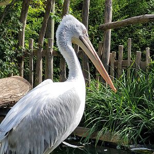 Dalmatian pelican -Parc Animalier des Pyrénées (2023)
