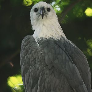White-bellied Fish-Eagle Haliaeetus leucogaster