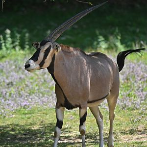Beisa oryx Oryx beisa